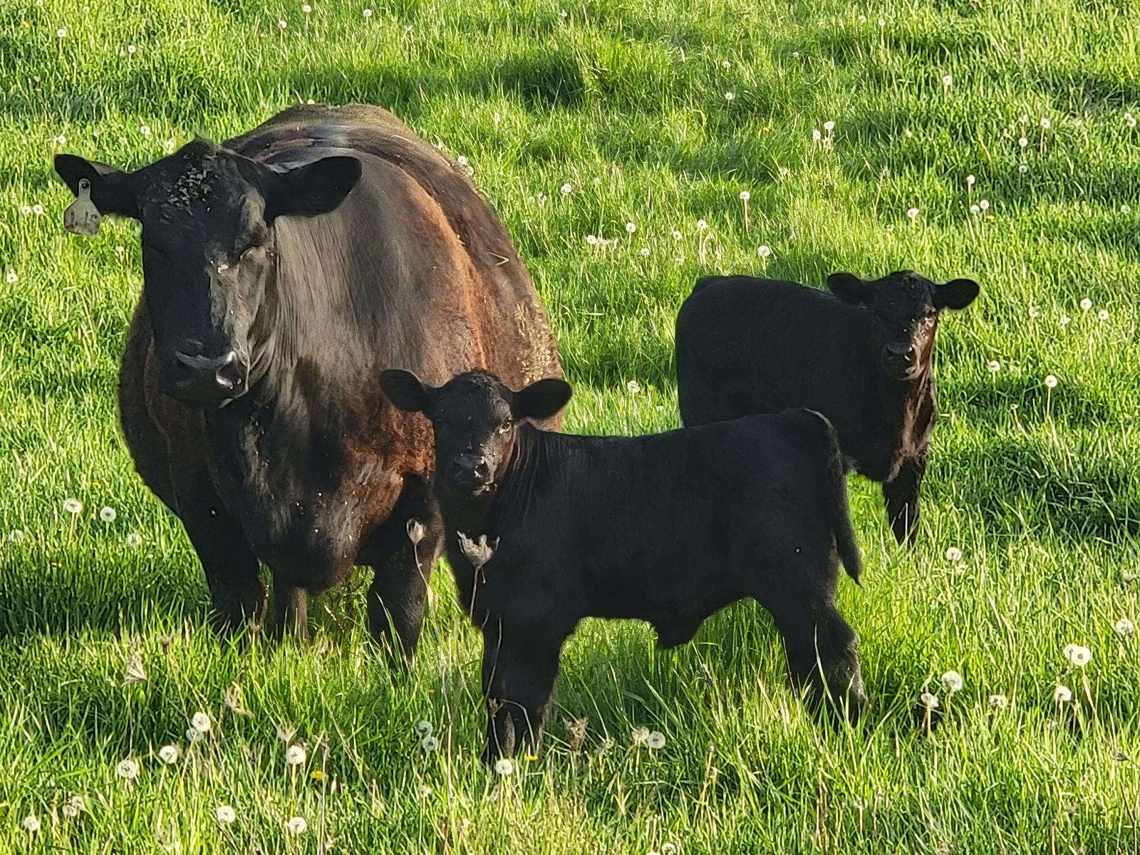 Cattle grazing on pasture at Juillard Farm